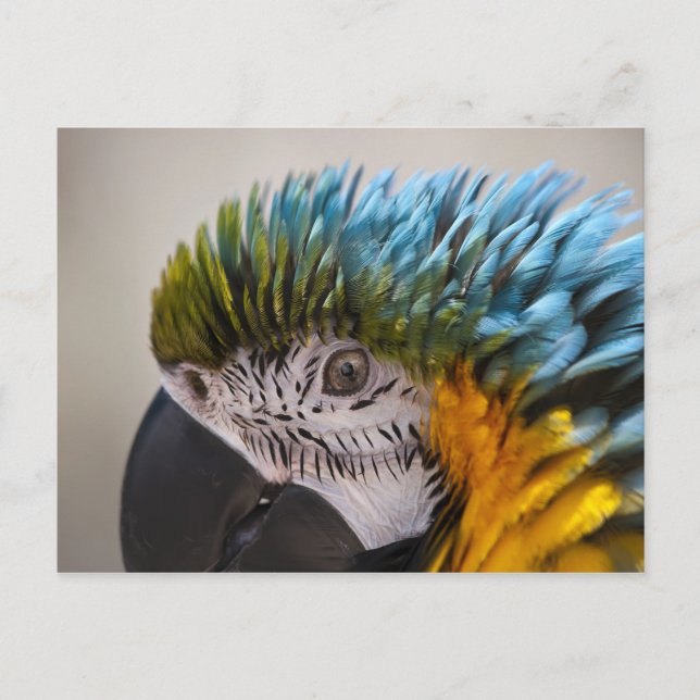 Macaw Parrot - Cartão postal (Frente)