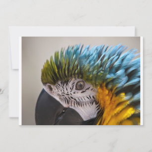 Macaw Parrot - Convite