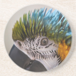 Macaw Parrot - Porta copos