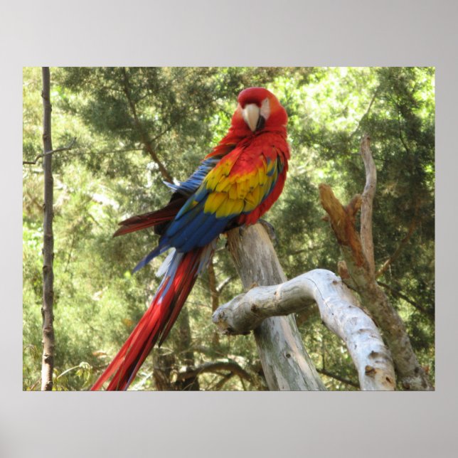 Macaw Parrot Poster (Frente)