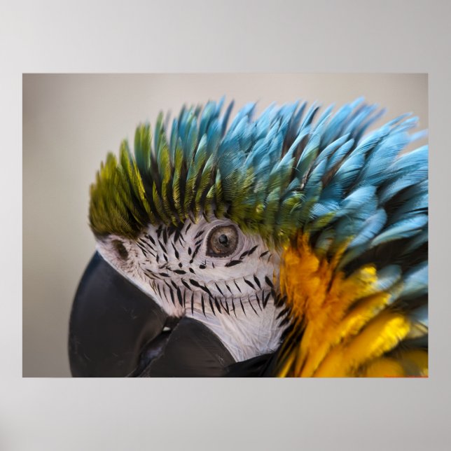 Macaw Parrot Retrato - Impressão de Arte Fina (Frente)