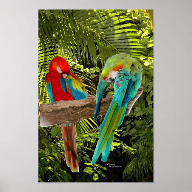 Macaw Parrots em Poster de floresta tropical (Frente)