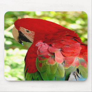 Macaw vermelho Mousepad 2