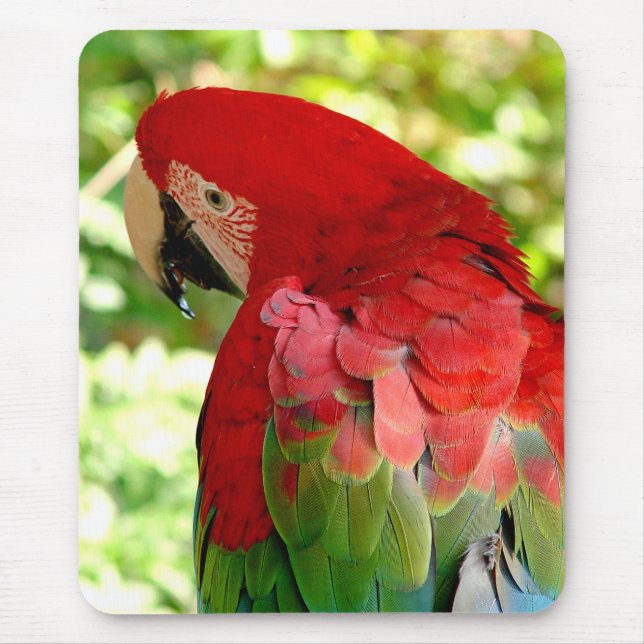 Macaw vermelho Mousepad 2 (Frente)