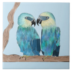 Macaws de Spix num Azulejo cerâmico - (B)