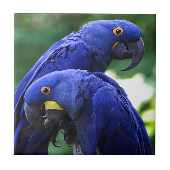 Macaws do jacinto (Frente)