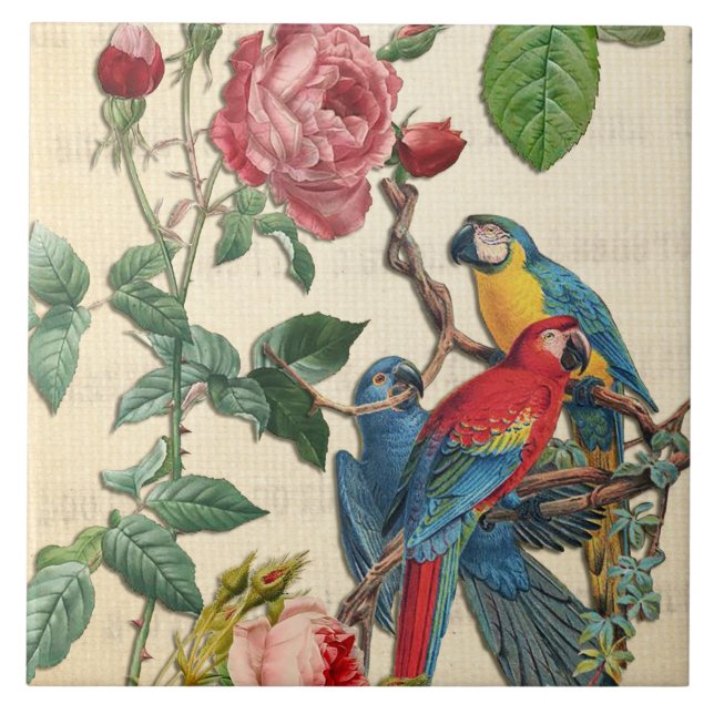 Macaws E Rosas Vintage (Frente)