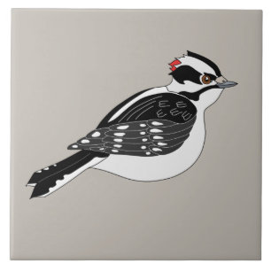 Macho Downy Woodpecker Bird com cabeça vermelha