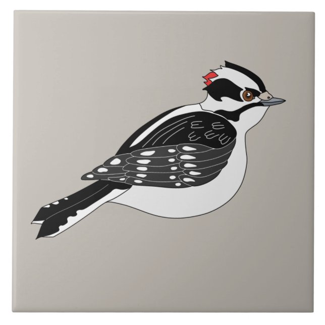 Macho Downy Woodpecker Bird com cabeça vermelha (Frente)