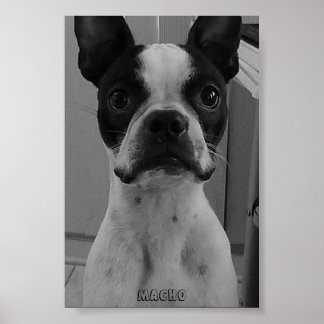 Macho, Poster de Boston Terrier
