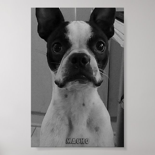 Macho, Poster de Boston Terrier (Frente)