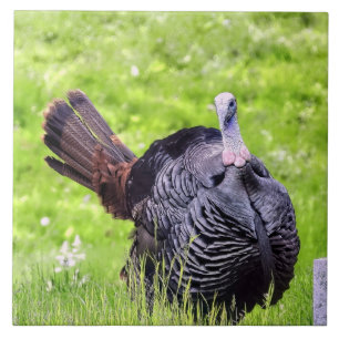 Macho Turquia Fechar