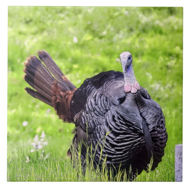 Macho Turquia Fechar (Frente)