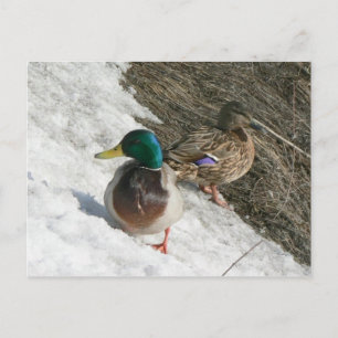 machos e fêmeas com cartão postal de neve