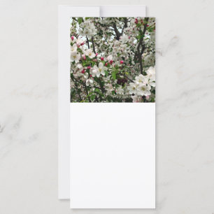 Macieira em Flor