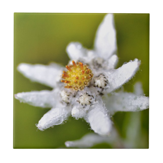 Macro da flor de edelweiss (Frente)
