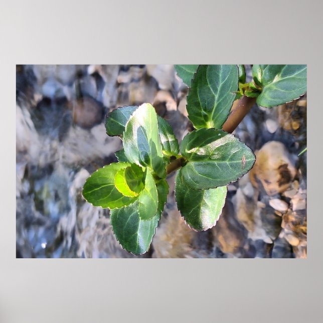Macro de Folhas Verdes – Impressão de Fotografia B (Frente)