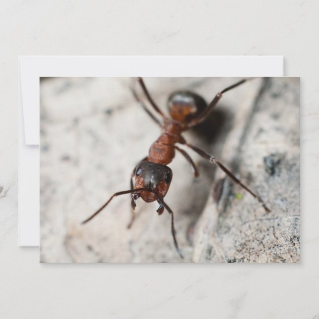 Macro de formiga vermelha (Frente)