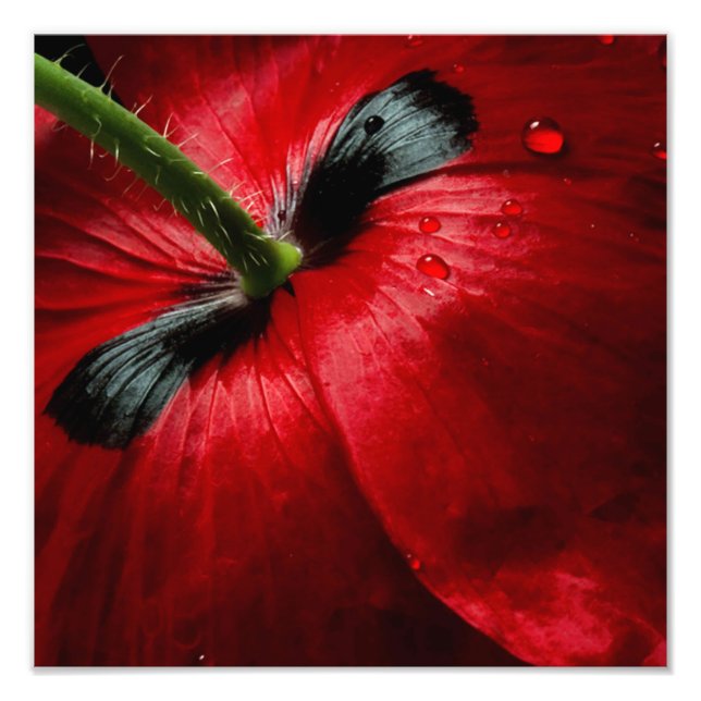 macro fechar rosa de fotografia (Frente)