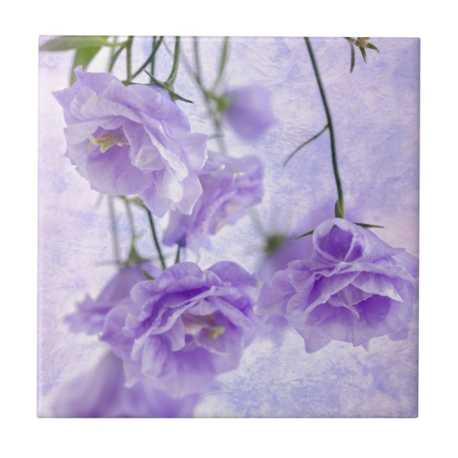 Macro Flores de Campanela Roxas (Frente)