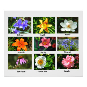 Macro-flores Foto Alargamento