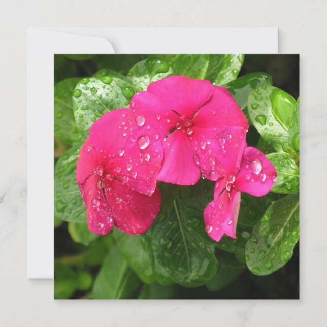 Macro Fotografia das Flores de Mola Rosa bonito (Frente)