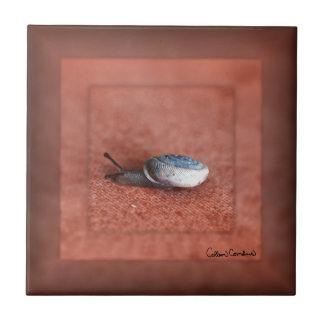 Macro Fotografia de Caracol em Terracotta