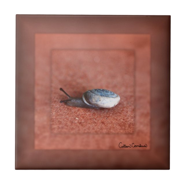 Macro Fotografia de Caracol em Terracotta (Frente)