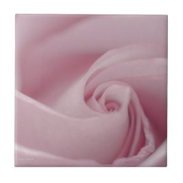 Macro Rosa Rosa Rosa Rosa Rosa Rosa Rosa Rosa Rosa