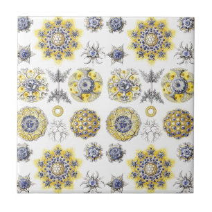 Macro Sea Creatures Cerâmica ~ Amoba