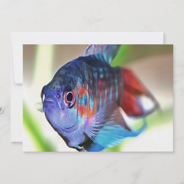 Macropodus Opercularis Peixes de Aquário (Frente)