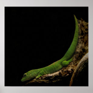 madagascar day gecko impressão