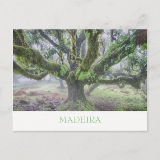 Madeira - Cartão postal da árvore Laurel com texto