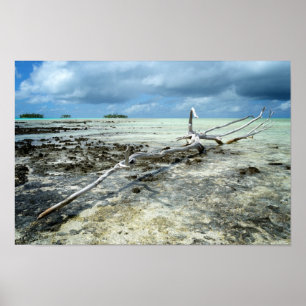 Madeira inoperante no poster pacífico