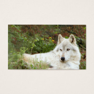 Madeira ou lobo cinzento