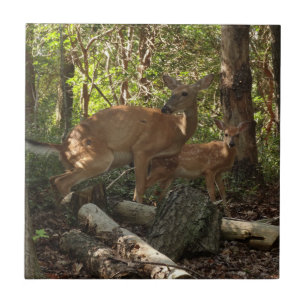 Madre e bebê veados no Parque Nacional de Shenand