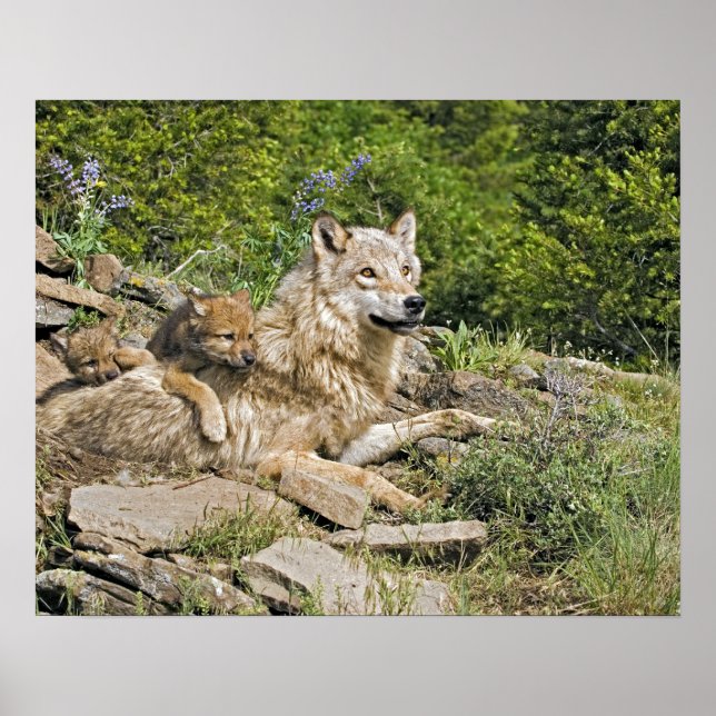 Madre Wolf com 2 Cubs Poster (Frente)
