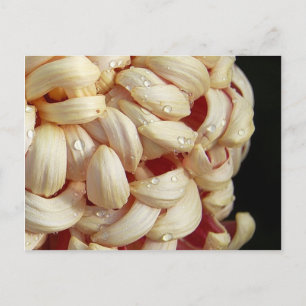 Mãe com Cartão Postal de Quedas d'água