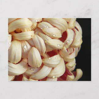 Mãe com Cartão Postal de Quedas d'água