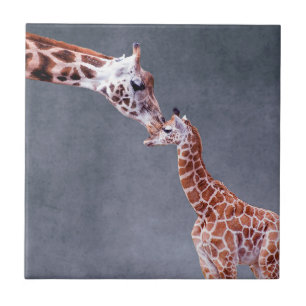 Mãe das imagens de Getty & girafa do bebê