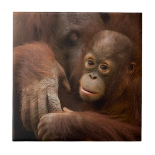 Mãe de orangotango e bebê no zoológico