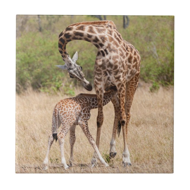 Mãe e bebê de girafa no Quênia (Frente)
