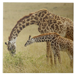 Mãe e bebê Girafa Masai, Giraffa