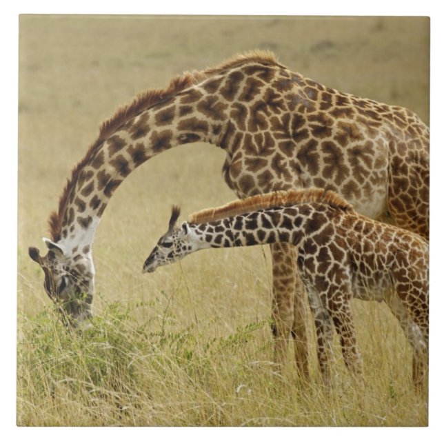 Mãe e bebê Girafa Masai, Giraffa (Frente)