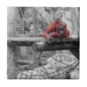 Mãe e Bebê Orangutan