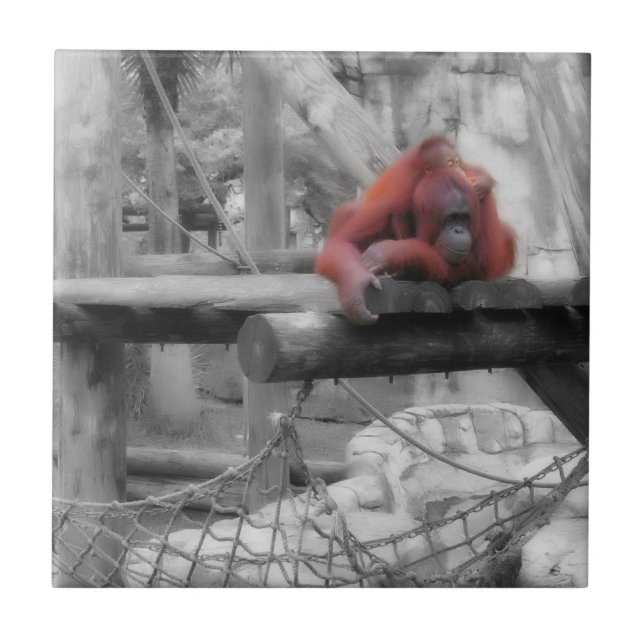 Mãe e Bebê Orangutan (Frente)