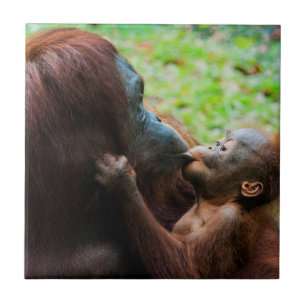 Mãe e bebê Orangutan