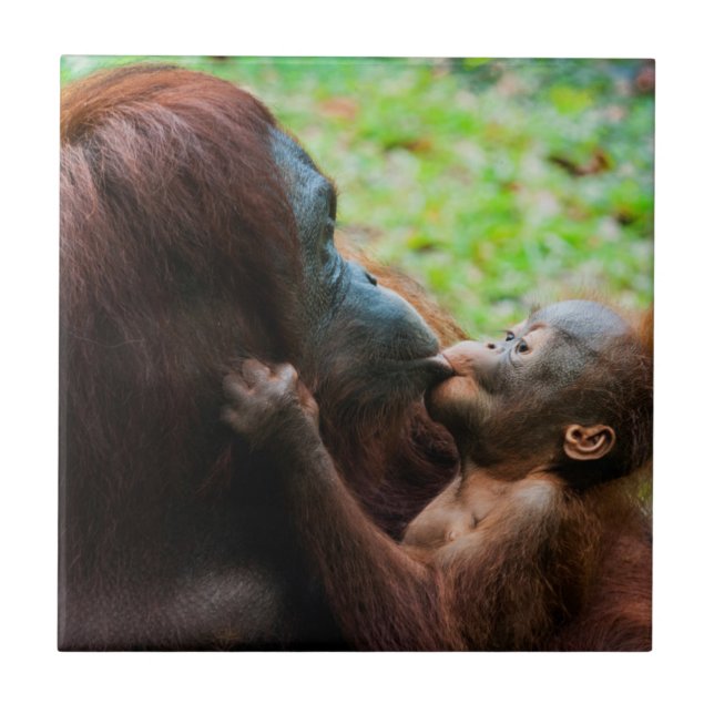 Mãe e bebê Orangutan (Frente)
