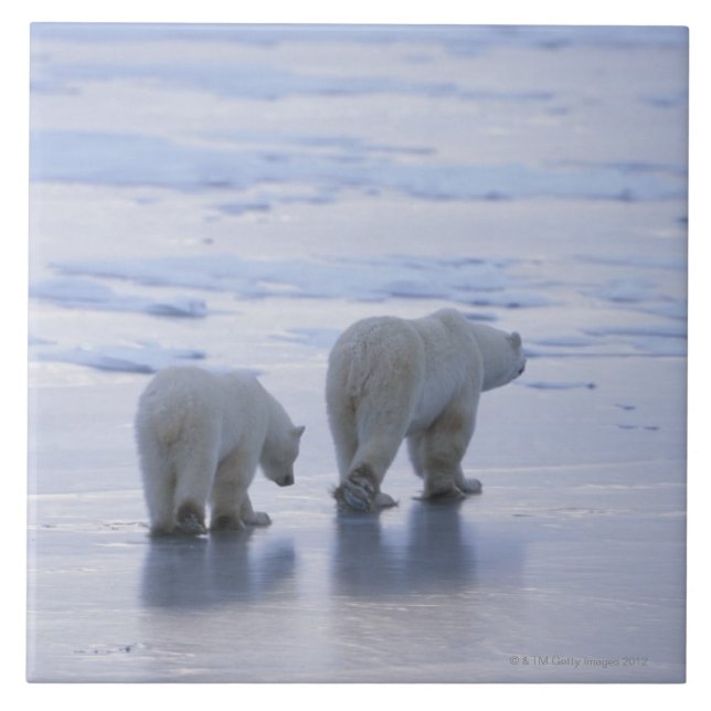 Mãe e Cub do urso polar (Frente)