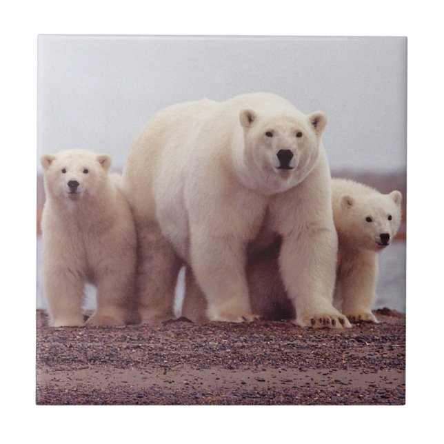 Mãe e Cubs do urso polar (Frente)